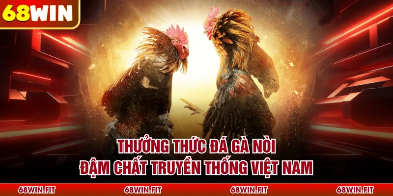 Thưởng thức đá gà nòi đậm chất truyền thống Việt Nam